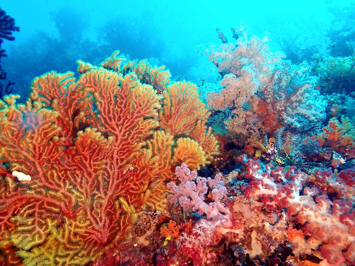 The Forgotten Islands